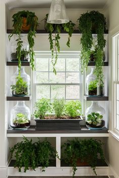 several plants are growing in glass vases on the window sill, along with other houseplants