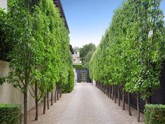 trees line the walkway between two buildings and one is lined with graveled path leading to an iron gate