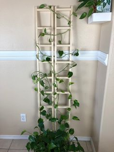 a potted plant with green leaves on a shelf