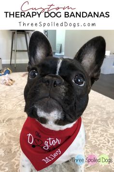 a black and white dog wearing a red bandana