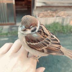 a small bird sitting on top of someone's hand