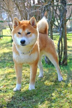 a brown and white dog standing on top of a grass covered field next to trees