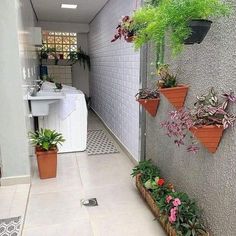 several potted plants are hanging on the wall