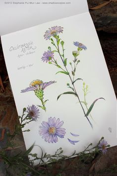 a piece of paper with flowers on it sitting next to some rocks and grass in the background