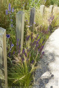 some purple flowers are growing next to wooden posts in the grass and gravel area near a path