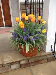 a potted plant with yellow tulips and blue flowers in front of a house