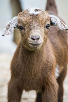 a small brown goat standing on top of a dirt field