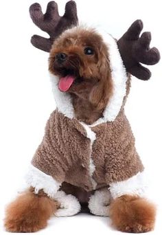 a dog dressed up like a reindeer with his tongue out