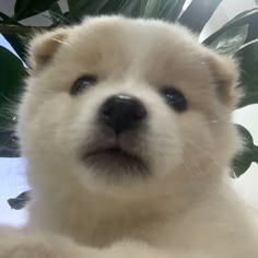 a close up of a small white dog next to a potted plant with green leaves