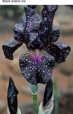 a black flower with white spots on it's petals is shown in the foreground