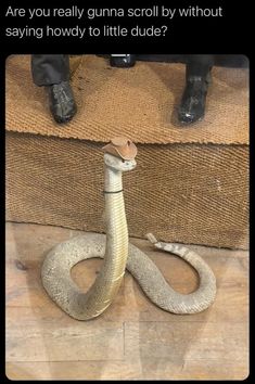 a snake is sitting on the floor in front of some shoes and a box with an object inside it