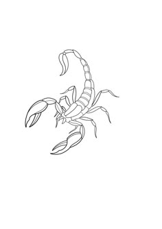 a black and white drawing of a scorpion