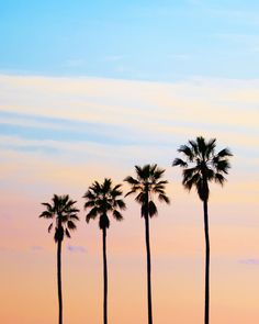 four palm trees are silhouetted against the sky at sunset in california, united states