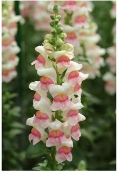 pink and white flowers are blooming in the garden