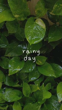 green leaves with the words rainy day written on them