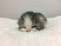 a small gray and white kitten laying on top of a bed with its eyes closed