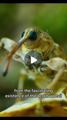 Jared Scott Lewis on Instagram: "The most visually stunning movie of the year… #HeartofanOak #Documentary #Cinematography #Cinema" Documentary Cinematography, Jared Scott, Forest Magic, Nature Education, July 15, Cinematography, Movie Tv