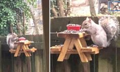 two pictures of a squirrel eating food from a picnic table