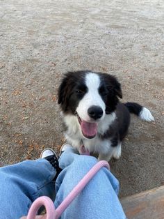 a black and white dog sitting on the ground next to someone's feet with a pink leash