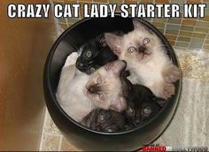 three cats in a bowl with the caption'crazy cat lady starter kit '