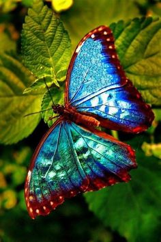 two blue butterflies sitting on top of green leaves