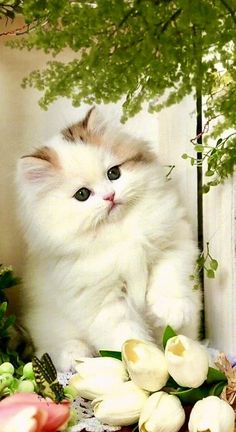 a fluffy white kitten sitting on top of a table next to flowers and greenery