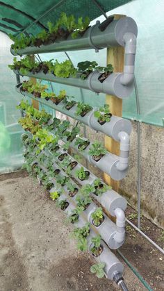 a green house filled with lots of plants and water hoses attached to the side of it