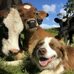 a dog laying in the grass with three cows behind him and one cow looking at the camera