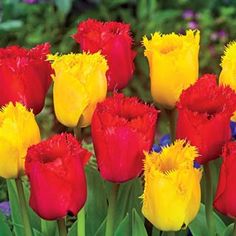 red and yellow tulips blooming in the garden with other flowers behind them