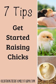 the steps to raising chickens are shown with text overlays that reads 7 tips get started raising chicks