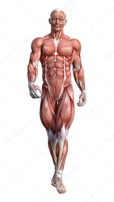 an image of the muscles in a man's body on a white background stock photo