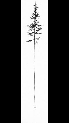 a black and white drawing of a tall pine tree