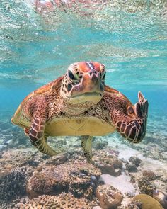 a sea turtle swimming in the ocean