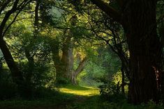 a path in the woods leading to a tree