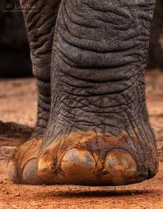 an elephant's foot with dirt on the ground