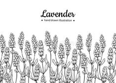 lavender hand drawn illustration on white background