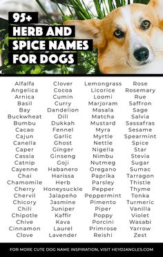 a dog with the words herb and spice names for dogs