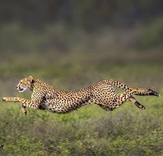 a cheetah running in the grass with it's front legs spread out