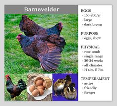 an image of different types of chickens and eggs