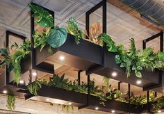 several plants are growing on the shelves in this restaurant