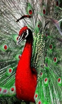 a red and green peacock with feathers spread out