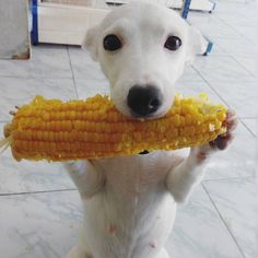 a white dog holding a corn on the cob in it's mouth and looking at the camera