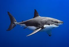 a great white shark swimming in the blue water