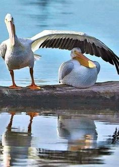 two pelicans sitting on a log in the water with their wings spread out