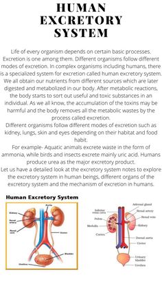 the human excretory system is shown in this page, with diagrams on it