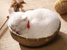 a white cat curled up in a basket on the floor next to other items and decorations