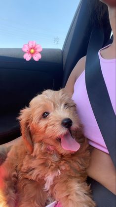 a small dog sitting in the back seat of a car with its tongue hanging out