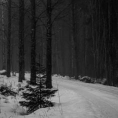 a black and white photo of a snowy road in the woods