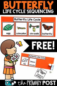 the butterfly life cycle sequence is shown in this free printable poster for kids to use