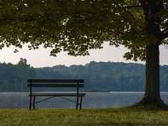 a park bench sitting under a tree next to a lake